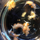 Sea slugs from a Japanese ship that washed up in the Pacific Northwest in 2015.